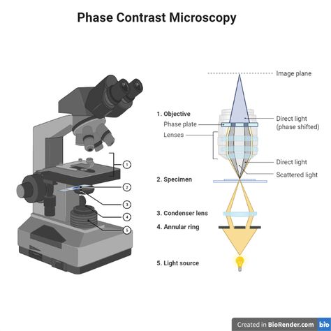 Phase Contrast Microscope: Principle, Types and Applications • Microbe Online Simple Microscope, Labeled Microscope, Microscope Parts And Functions, Parts Of Microscope And Its Function, Microscope Parts, Nobel Prize In Physics, Transmission Electron Microscope, Microscopes, Molecular Biology