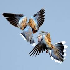 21 Facts on Turtle Dove - Tweetapedia - Living with Birds Painting Symbols, Dove Flying, Flirting Tips For Guys, Turtle Doves, Christmas Island, Interesting Photography, Turtle Dove, British Birds, Smart Garden