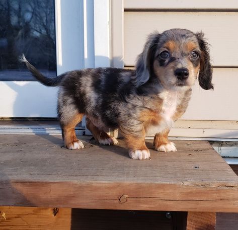 Dapple Dachshund Miniature, Muffin Ideas, Mini Dachshund Puppies, Dachshund Miniature, Dapple Dachshund Puppy, Friendly Dogs, Dream Pet, Weiner Dogs, Very Cute Puppies