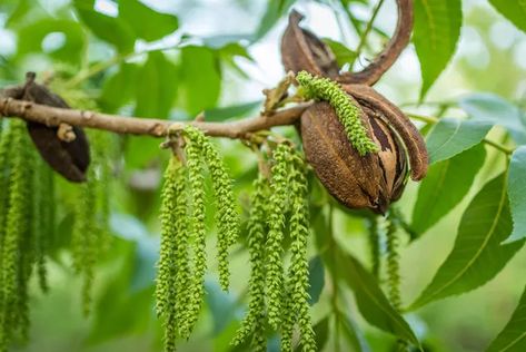 Pecan Tree Care, Tree Facts, Male Flowers, Pecan Trees, Garden Sanctuary, Pecan Tree, Tree Identification, Pecan Nuts, Tree Trimming