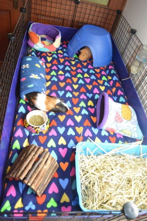 Say Goodbye to Your Guinea Pig’s Smelly, Messy Cage Bedding Diy Ginny Pig Cage, Genie Pig Cage Ideas, Gineau Pig Cage Ideas, Gineau Pig Cage Ideas Diy, Ginny Pig Cages Ideas, Guinea Pig Diy Hideouts, Guinea Pig Set Up Ideas, Guniea Pig Indoor Cage, Guniea Pig Aesthetic Cage