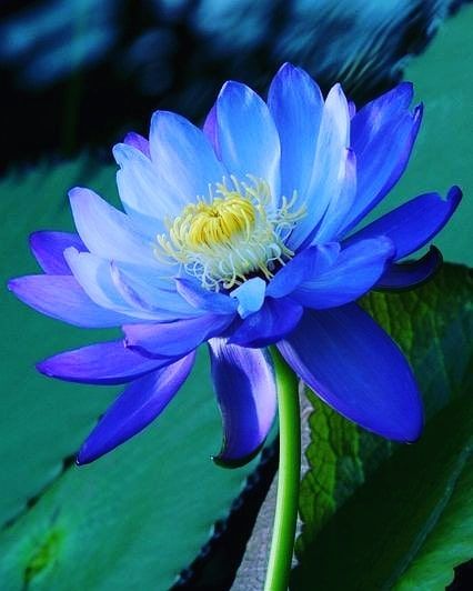 Flowers Lotus, Healing Flowers, Flower Garden Plans, Blossom Garden, Blue Nature, Trendy Flowers, Aquatic Plants, Water Lily, Exotic Flowers