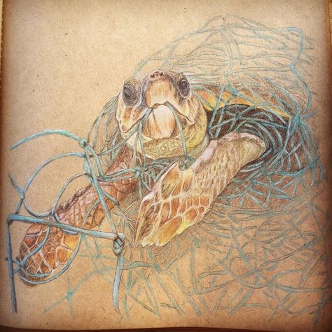 Sea Turtle Tangled in Plastic. (This is the opposite of Sustainable, I thought it belonged here.) Animal Color Pencil Art. Click the image, for more art by theartakk. Pencil Drawings Of Sea Life, Turtle Stuck In Plastic Drawing, Turtle Plastic Pollution Art, Sustainable Art Ideas, Gcse Art Animals, Sea Pollution Art, Animal Color Pencil, Animal Conservation Art, Endangered Animals Art