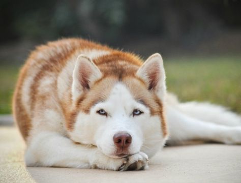 I want a Husky! Red Husky, Cute Husky, Siberian Husky Dog, Husky Mix, Snow Dogs, Anime Wolf, White Dog, Husky Puppy, Blue Heeler