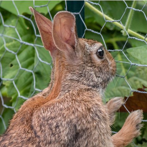 4 Simple Secrets To Keep Rabbits Out Of Your Flowerbeds & Garden - For Good! Bunny Repellent, Collard Plant, Deer Netting, Rabbit Fence, Rabbit Repellent, Low Growing Shrubs, Bird Netting, Rabbit Garden, Rabbit Eating