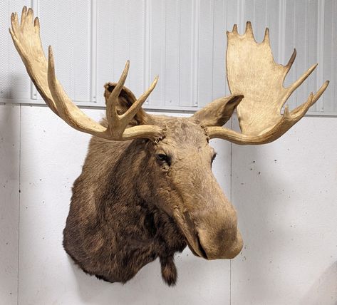 Lot - Very Large Bull Moose Shoulder Mount Moose Mount, European Mounts, European Mount, Moose Head, Bull Moose, Game Birds, Bright Star, Land Art, Bright Stars