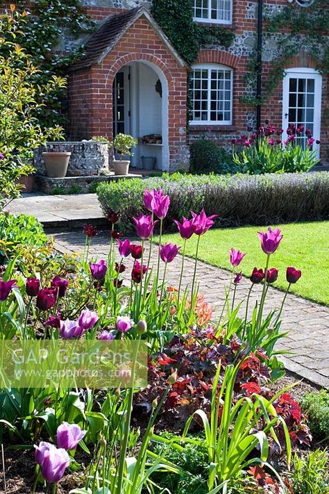 Plum and pink tulips in spring border Tulip Garden Layout, Tulip Garden Ideas Front Yards, Spring Border, Flower Borders, Front Gardens, Tulips Garden, Plant Photography, Spring Tulips, Pink Tulips