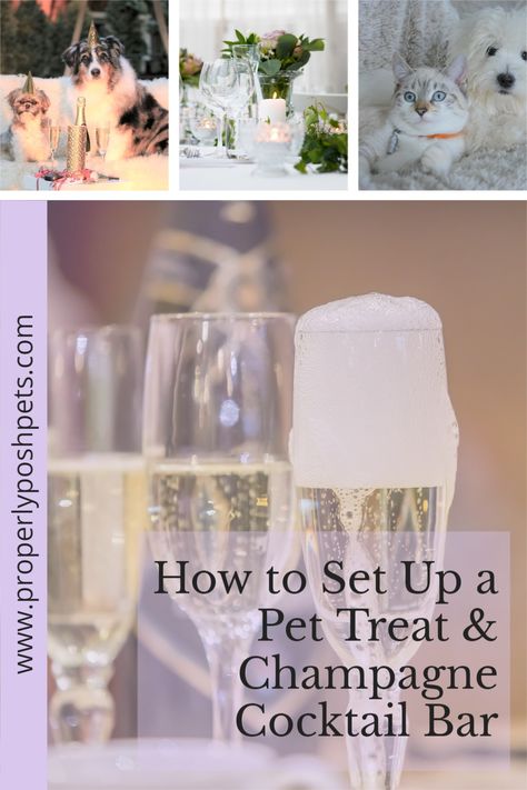 Looking Forward to a Year Full of Dogs and Cats and Champagne | We make it easy to throw your dog or cat the perfect pet party! We have all the details on how to plan, prepare, and set up the party essentials to throw a party that celebrates cats, dogs and champagne! Party Ideas For Dogs, Pet Party Ideas, Diy Cat Treats, Cocktail Bar Set, Ideas For Party Food, Pear Liqueur, Books Party, Treat Bar, Pet Party