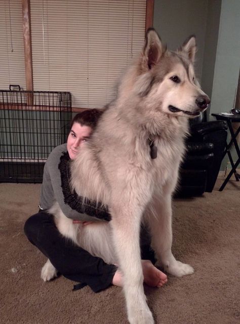 Wolf Hybrid Dogs, German Shepherd Husky Mix, German Shepherd Husky, Laughing Funny, Malamute Dog, Animals Memes, Huge Dogs, Giant Dogs, Hybrid Dogs