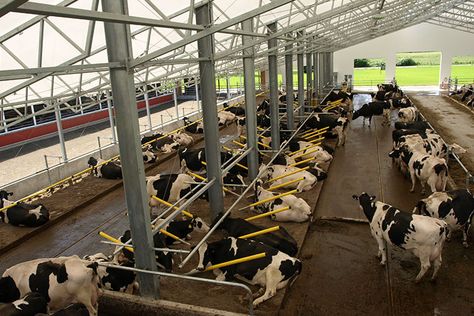 Cattle Barn Design Project: Cedarbrink Farm Chilliwack BC Cow Farm Design, Dairy Farm Design, Cattle Farm, Dairy Farm, Cow Farm, Cattle Barn Designs, Cow Shed Design, Cow Shed, Cow House