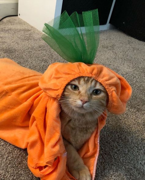 The Cat Named Carrot on Instagram: “When your name is Carrot you have to be a 🥕 for Halloween. She models that Carrot costume well. @the_cat_named_carrot…” Carrot Costume, Orange Cats, Spring Easter Decor, Cat Names, Cat Costumes, Cute Cats And Dogs, Orange Cat, All About Cats, Funny Animal Pictures