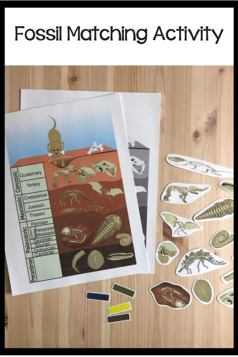 Fossil Fighters: Frontier Cut Out Activity - Play Nintendo. 7E5 Evolution Activities, Montessori History, Dinosaur Unit Study, Fossils Activities, Elementary History, Montessori Teaching, Montessori Elementary, Montessori Lessons, Montessori Art