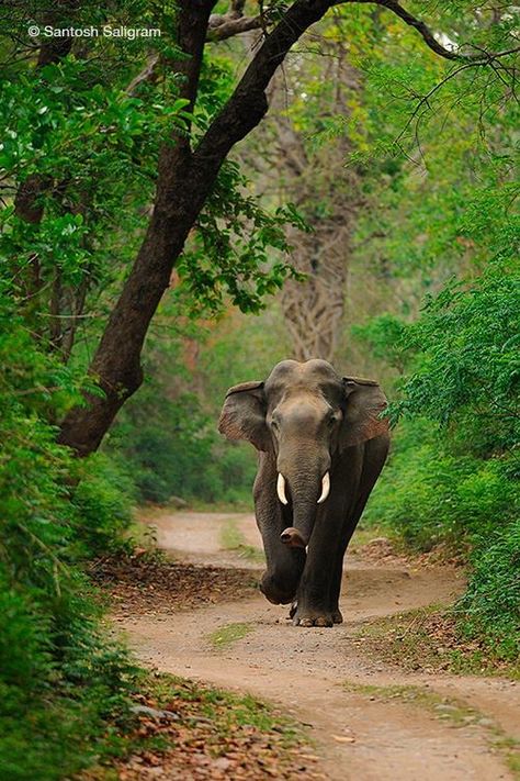 Sri Lankan Elephant, All About Elephants, Elephant India, Corbett National Park, Elephant Photography, Nice Photography, Endangered Wildlife, Elephants Photos, Wild Elephant