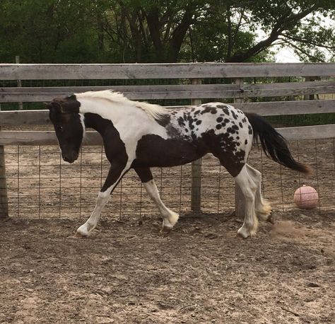 Rare Horse Colors, Largest Horse Breed, Pattern Combinations, Leopard Blanket, Wild Horses Photography, Horse Markings, Horse Coat Colors, Beautiful Horses Photography, Horse Info