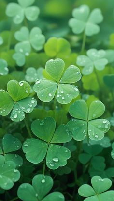 Four Leaf Clover Tattoo, Clover Tattoos, Hosta Gardens, Seasonal Color Analysis, Clover Green, Spring Wallpaper, Fresh Green, Backgrounds Phone Wallpapers, Modern Wallpaper