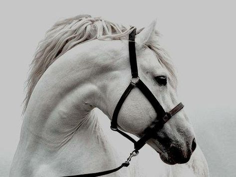 Daenerys Targaryen Aesthetic, Medieval Aesthetic, Erwin Smith, Targaryen Aesthetic, Chronicles Of Narnia, Look At The Stars, Equine Photography, Fantasy Aesthetic, High Fantasy