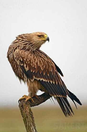 Eastern Imperial Eagle, Raptor Bird, Raptor Bird Of Prey, Fish Eagle, Imperial Eagle, Raptors Bird, Birds Photography Nature, Birds Photography, Amazing Animal Pictures