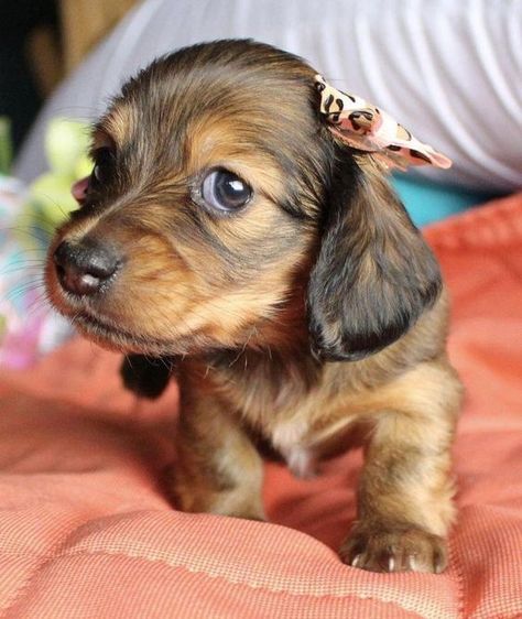 Miniature Dachshund Puppies, Daschund Puppies, Dachshund Training, Doxie Puppies, Dachshund Breed, Dachshund Funny, Dachshund Puppies For Sale, Dachshund Puppy Miniature, Dapple Dachshund