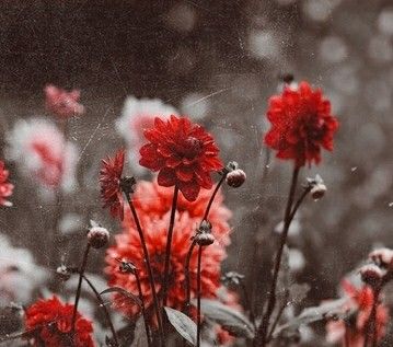 #red #aesthetic #soft #feed #flower Aesthetic Vermelho, Nature And Flowers, Red Aesthetics, Pastel Red, Rainbow Aesthetic, Aesthetic Nature, Gray Aesthetic, Soft Red, Newsies