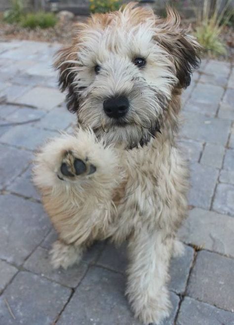 Wheaten Terrier Mix, Wheaten Terrier Puppy, Wheaton Terrier, Soft Coated Wheaten Terrier, Fluffy Puppies, Wheaten Terrier, Terrier Puppy, Terrier Mix, Terrier Dogs