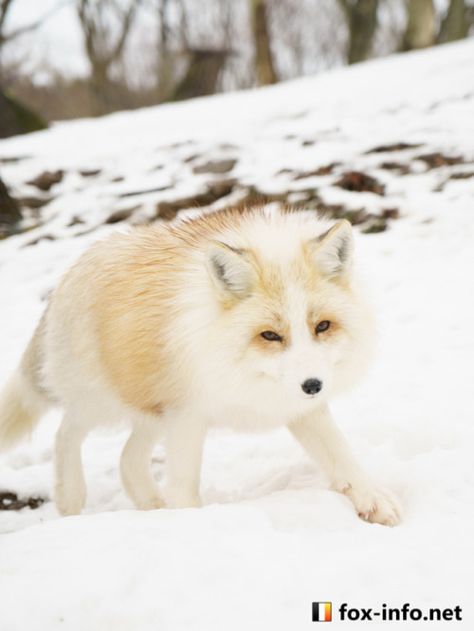 Marble Fox Photography, Fox Breeds, Volpe Artica, Fox In Snow, Wolf Hybrid, Foxes Photography, Red Marble, Pet Fox, Wild Dogs