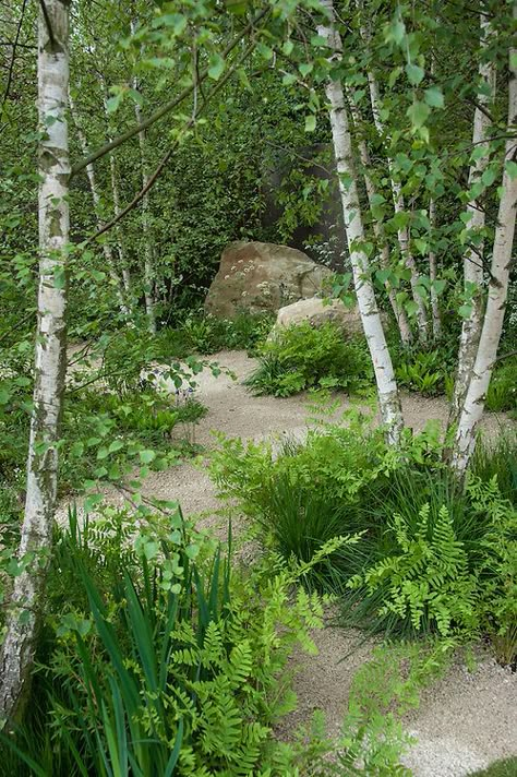 Birch Trees Garden, Sarah Price, Townhouse Garden, Winding Path, Ferns Garden, Shade Garden Plants, Woodland Plants, Rhs Chelsea Flower Show, Cottage Garden Plants