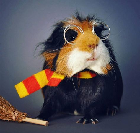 13 Epically Cute Guinea Pig Costumes That Win Halloween Guinea Pig Costumes, Jessica King, Pig Pics, Log Journal, Guinea Pig Diy, Pig Halloween, Guinea Pigs Funny, Pig Costumes, Baby Guinea Pigs