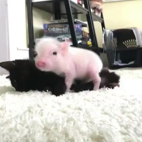 Kindle Amazon, News Quotes, Animals Adorable, Trending Images, Small Pigs, Cute Piglets, Random Gif, Mini Pigs