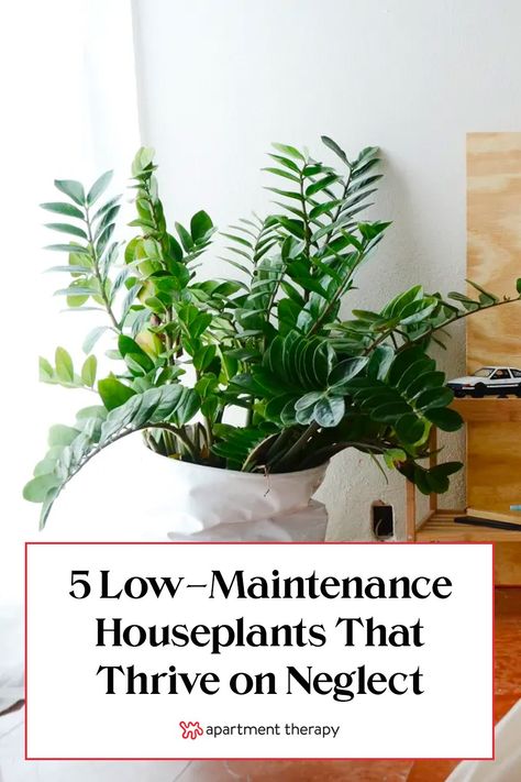 The good news: There are tons of truly low-maintenance plants that are slow growers and almost thrive on neglect. Plants That Thrive On Neglect, Cast Iron Plant Indoor, Low Maintenance House Plants, Plant Shed, Plant Obsession, Low Maintenance Indoor Plants, Indoor Plants Low Light, Small Indoor Plants, Cast Iron Plant