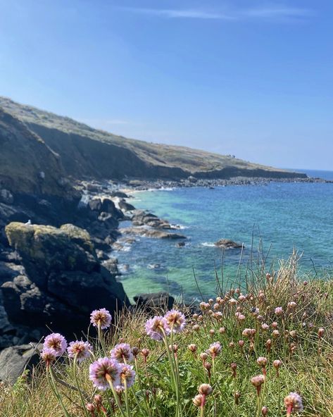 Beach Wildflowers, Garden Goblin, Cali Pics, Coastal Wildflowers, Coastal Flowers, Ocean Tattoo, Coastal Photography, Beach Art Painting, Cornish Coast