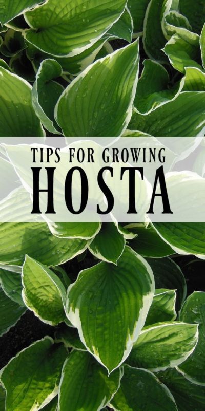 Tips for Growing Hosta | If a low maintenance garden is your goal, planting hosta is a must. Here are easy tips and advice for growing this hardy perennial. Also known as a plantain lily, hosta plants are perfect for shade and sun gardens alike. Hostas Care, Transplanting Hostas, Plantain Lily, Longfield Gardens, Hosta Varieties, Shade Loving Perennials, Hosta Gardens, Hosta Plants, Sun Garden