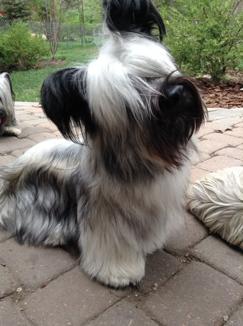 Skye Terrier puppy cuteness!  Joy at 11 months old! Sky Terrier, Dandie Dinmont Terrier, Jack Russell Terriers, Lakeland Terrier, Skye Terrier, Norfolk Terrier, Cairn Terriers, Irish Terrier, Scottish Terriers