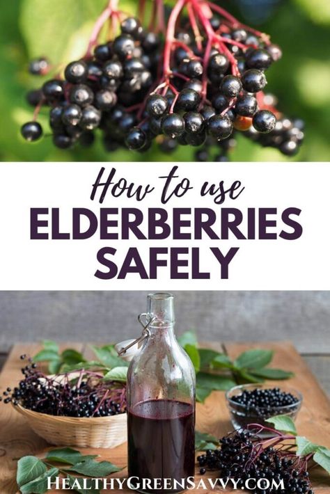 Have you been told that elderberries are poisonous? There are several reasons confusion about the safety of elderberries persists. Here's what to know about using elderberries safely. #foraging #elderberry | elderberries | medicinal plants | foraging tips | Elderberry Uses, Elderberry Plant, Homesteading Life, Elderberry Syrup Recipe, Elderberry Juice, Homemade Elderberry, Elderberry Recipes, Diy Herbal Remedies, Homemade Tea