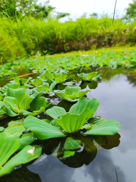 The 10 Best Aquatic Plants For Ponds & Water Features Ocean Biome, Water Plants For Ponds, Plants For Ponds, Small Fish Pond, Freshwater Plants, Underwater Plants, Small Vegetable Gardens, Pond Ideas, Aquatic Ecosystem