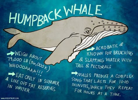 Whale Facts For Kids, Humpback Whale Facts, Biology Experiments, Whale Facts, Ocean Habitat, Octonauts Party, Animals Information, Fun Facts About Animals, Unicorn Themed Birthday Party