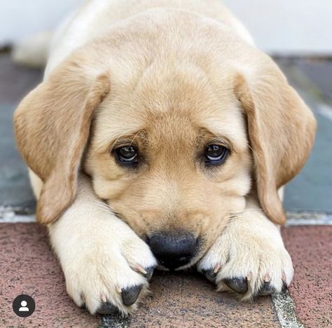 Puppy Dog Eyes, Cute Animals Puppies, Boy Images, Daniel Radcliffe, Live Forever, Golden Retrievers, Dog Friends