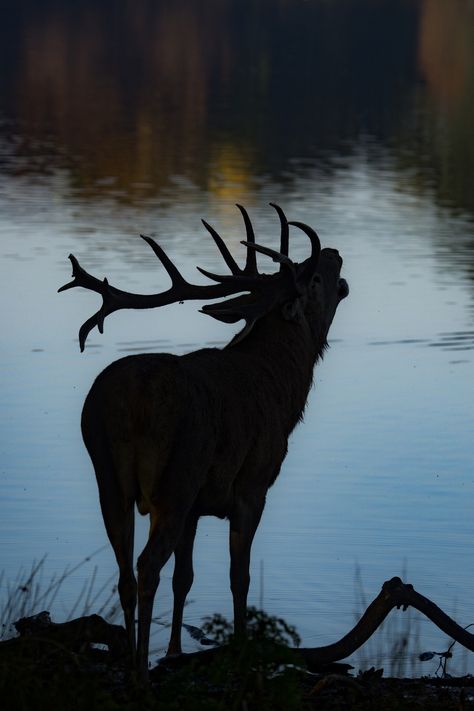 47 Soothing Photographs Of Magnificent Deer and Moose Elk Pictures, Grass Silhouette, Deer Wallpaper, Deer Photos, Deer Pictures, Bull Elk, Tree Silhouette, Animal Wallpaper, Animals Images