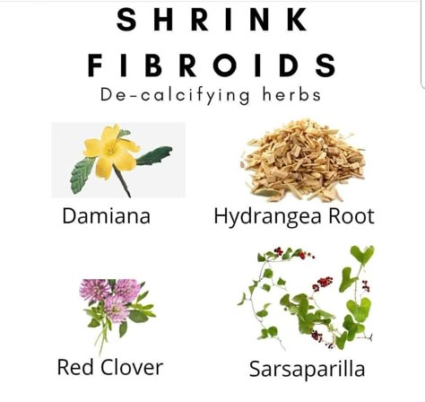 This is something to look into!! Possibly shrinking fibroids naturally. Herbs For The Uterus, Fibroid Herbal Tea, Fibroid Tea Recipe, Best Herbs For Fibroid, Herbs For Heavy Periods, Herbs For Womb Health, Fibroid Shrinking Tea, Essential Oils For Fibroid Tumors, Herbs For Uterus Health