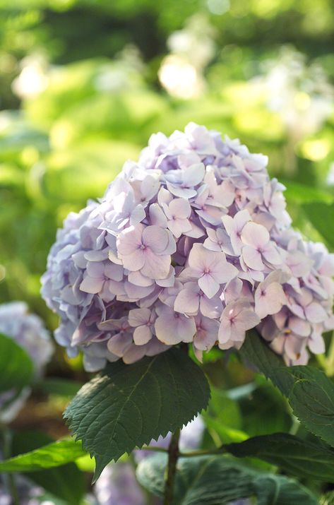 While most bigleaf hydrangeas flower on branches from the last year, reblooming varieties such as 'Endless Summer' produce flowers on fresh growth. #gardening #gardenideas #summergardening #lowmaintenance #summerflowers #bhg Types Of Hydrangeas, Big Leaf Hydrangea, Smooth Hydrangea, Endless Summer Hydrangea, Blue Hydrangea Flowers, Gardening Trends, Long Flowers, Hydrangea Not Blooming, How To Attract Birds