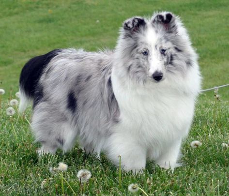 Divine Shetland Sheepdogs Sheepdog Puppy, Shetland Sheepdog Blue Merle, Shetland Sheepdog Puppies, All Types Of Dogs, Sheltie Dogs, Lil Black, Blue Merle, Shetland Sheepdog, New Puppy