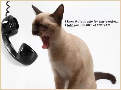 Office Wallpaper, Coffee Talk, Virtual Office, Martha's Vineyard, Coffee Is Life, Cat Quotes, Cat Coffee, Silly Cats, Siamese Cats