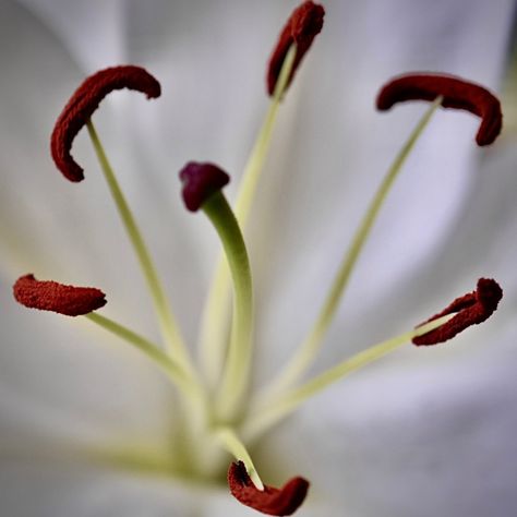 #photoseries #photography #series #collection #art #gallery #flower #petal #sepal #stigma #style #pistil #anther #filament #stamen #stalk #leaf #biology #nature #white #red #orange #green #macro #upclose #freddiesflowers #arranged #bouquet #florist #flowers Flower Pistil, Photography Series, Flower Hat, Flower Hats, Flower Petal, Photo Series, Sticky Notes, Biology, Florist