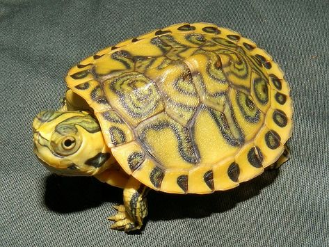 Hypo Yellowed Bellied Slider Yellow Belly Turtle, Yellow Bellied Slider, Types Of Turtles, Land Turtles, Tortoise Care, Turtle Time, Red Eared Slider, Aquarium Terrarium, Box Turtle