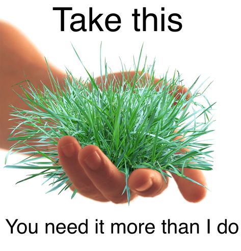 Go Touch Some Grass Reaction Pic, Enough Reaction Pic, Touch Grass Reaction Pic, Go Touch Grass I Cant I Eated It All, Touch Meme, Inspirational Animal Quotes, Emoji Art, Text Memes, Yang Jungwon