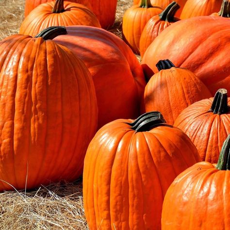 Halloween Films, Growing Pumpkins, Pumpkin Waffles, Old Farmers Almanac, Pumpkin Picking, Corn Maze, Close Up Photography, Healthy Soup Recipes, Pet Treats