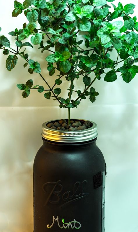 Macro Garden: DIY Mason Jar: Non-Circulating Hydroponics (AKA the Kratky method) Mobile Gardening, Mason Jar Herbs, Mason Jar Herb Garden, Slime Containers, Hydroponic Farming, Hydroponics Diy, Diy Mason Jar, Types Of Herbs, Hydroponic Growing