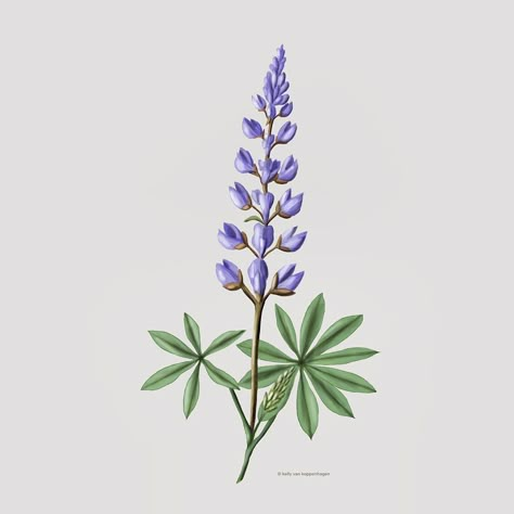 Blue Lupine Flowers, Lupine Sketch, Lupine Flower Drawing, Lupine Aesthetic, Lupine Illustration, Lupine Drawing, Silver Lupine, Silvery Lupine, Lupin Illustration