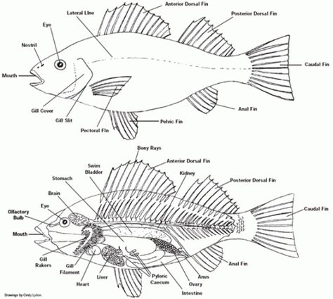 It is I, the mad scientist! Join me and my minions as we study some of God’s amazing creatures; learning tons of fun facts along the way. …… What kid doesn’t like pets? My &… Fish Diagram, Kids Aquarium, Fish Anatomy, Sistem Pencernaan, Drawn Fish, Fish Drawing, One Fish Two Fish, Boys Life, Fish Drawings