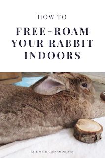 Free Range Rabbits Indoor, Best Indoor Rabbit Setup, Free Roaming Rabbit Ideas, Flemish Giant Rabbit Cage Indoor, Pet Rabbits Indoor, Rabbit Free Roam, Free Roam Rabbit Set Up, Rabbit Indoor House Ideas, Indoor Bunny Setup