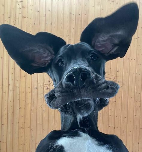 That Annoying Moment When You Take A Selfie, And Your Ears Look Perfect But Your Face Looks Horrific Great Dane Aesthetic, Grate Danes, Great Dane Black, Black Great Dane, Great Dane Funny, Black Great Danes, Tattoo Nature, Animals Tattoo, Tallest Dog